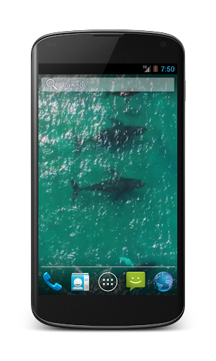 Whales Free Video Wallpaper