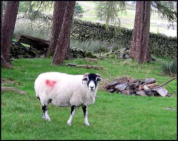 [2315sheep[7].jpg]