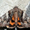Charming Underwing Moth