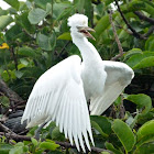 Cattle egret (fledglings) #2