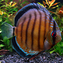 Fish News logo