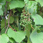 Wild grapes