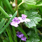 Common Blue Violet