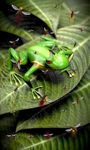 How to install Froggy Free live wallpaper 5.2 mod apk for bluestacks