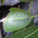 common baron butterfly caterpillar