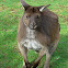 Kango eastern grey kangaroo
