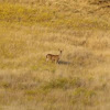 Columbian black tailed Deer