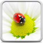 Cover Image of ダウンロード Ladybug Live Wallpaper 18.0 APK