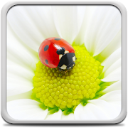 Ladybug Live Wallpaper  Icon