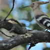 Common Hoopoe