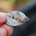 Baby Fence Lizard