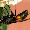greater banded hornet preying on wasp larvae
