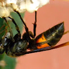 greater banded hornet preying on wasp larvae