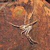 Karoo rain spider