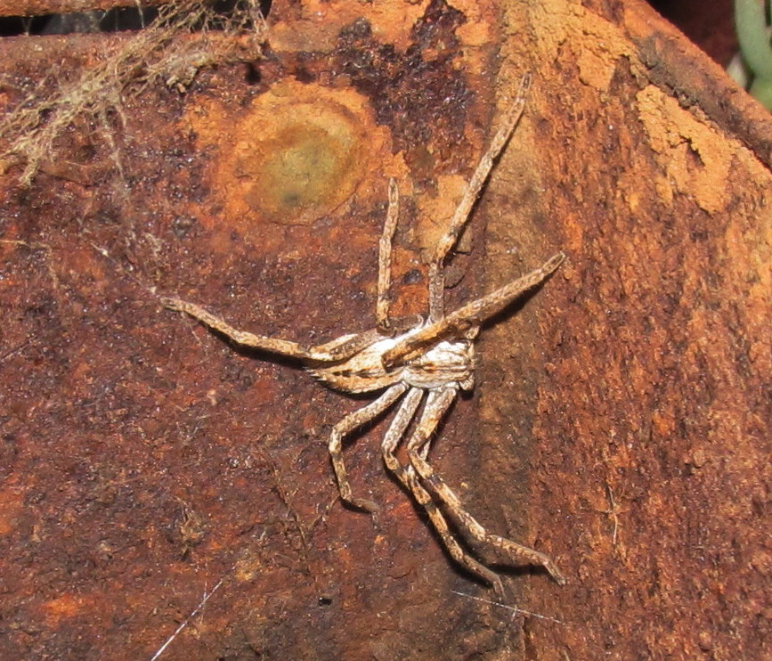 Karoo rain spider