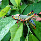 Elegant grasshopper
