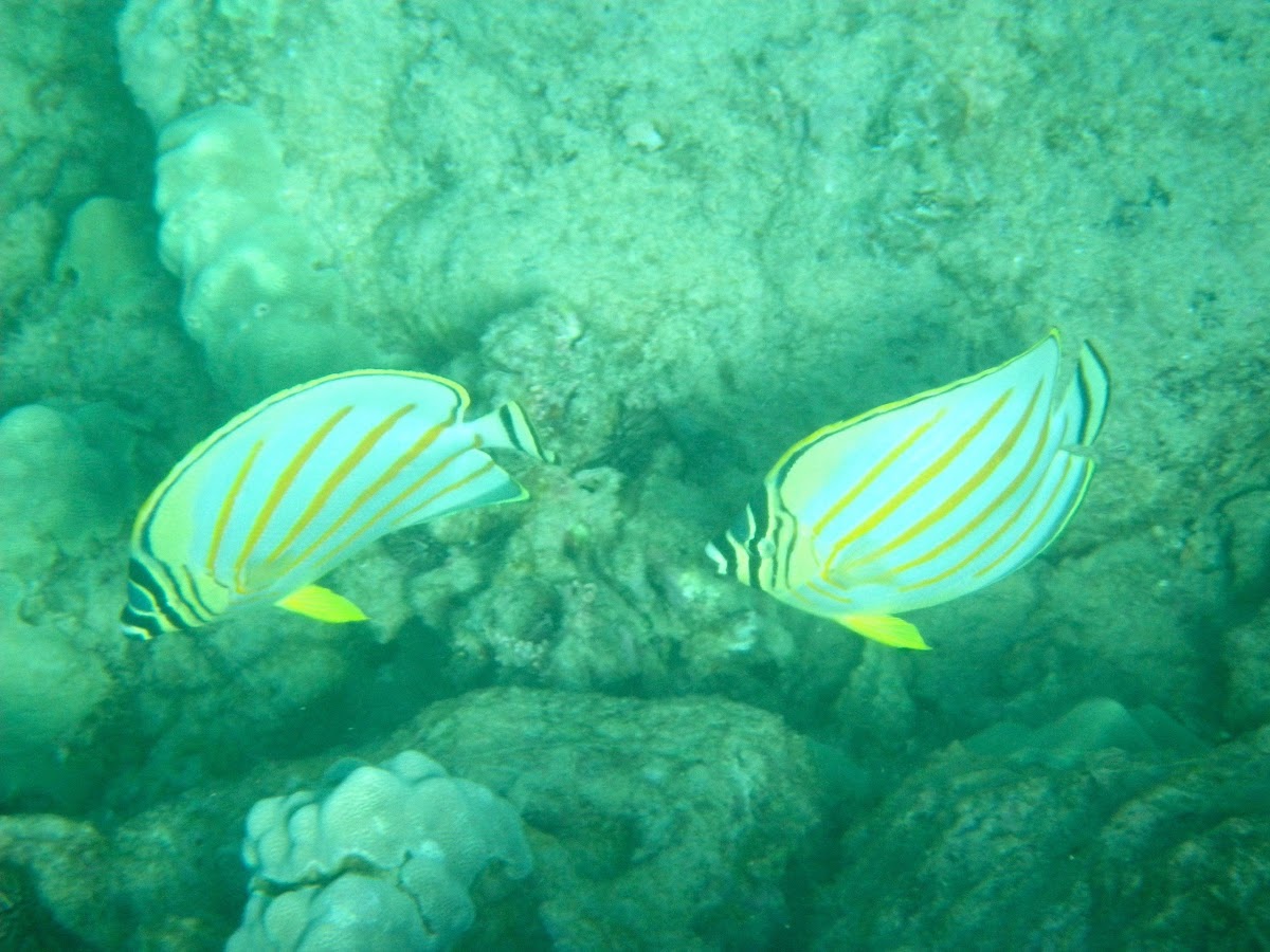 Ornate Butterflyfish - kikakapu