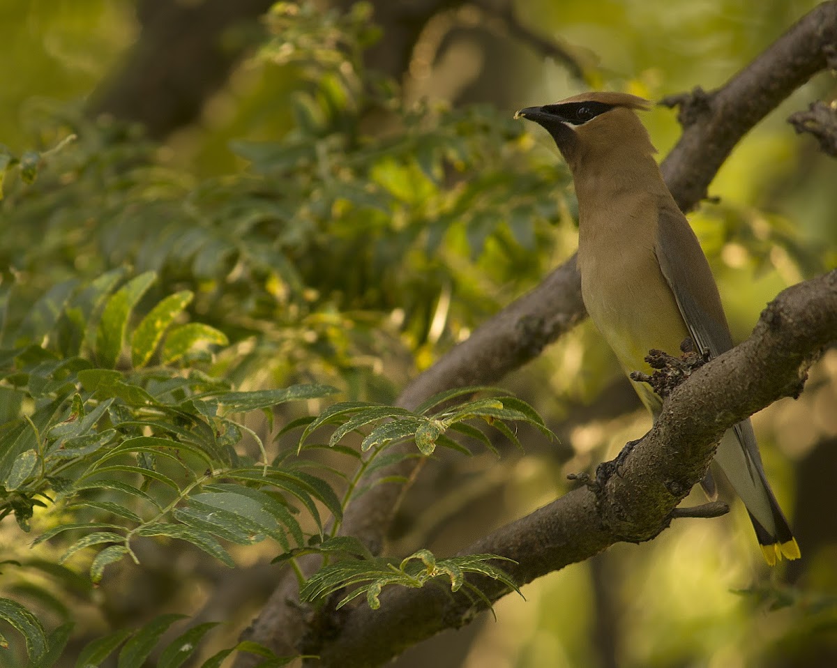 Cedar Waxwing