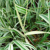 Albino Ribbon Grass