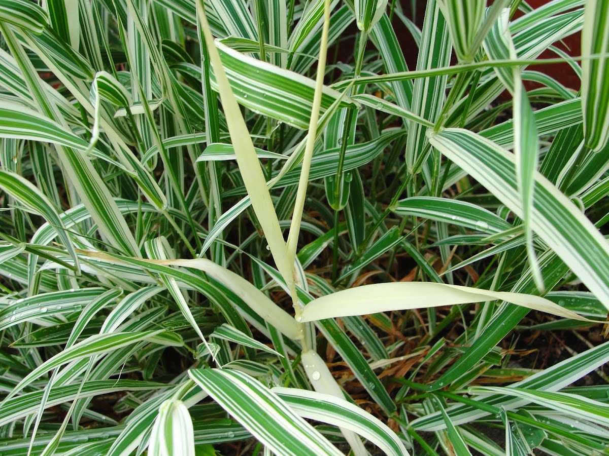 Albino Ribbon Grass