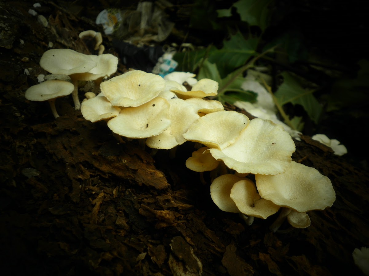 fungus..