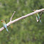 Blue-tailed Bee-eater