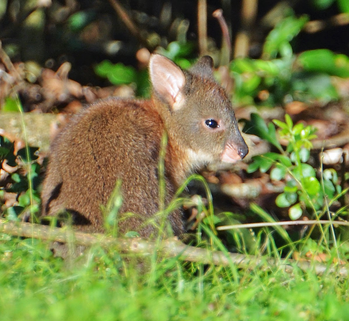 Red-necked pademelon (juvenile)