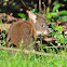 Red-necked pademelon (juvenile)