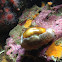 Chestnut Cowrie