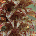 The Elongated Bulbophyllum