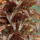 The Elongated Bulbophyllum