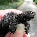 Florida snapping turtle, hatchling
