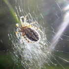 Araneid spider