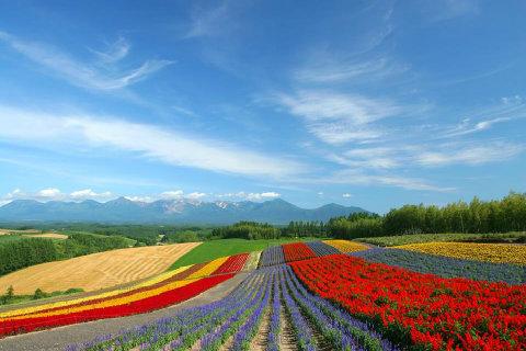 【免費生活App】HD Holland Tulips Farm-APP點子