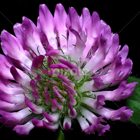 Clover by Paul Mays - Flowers Flowers in the Wild