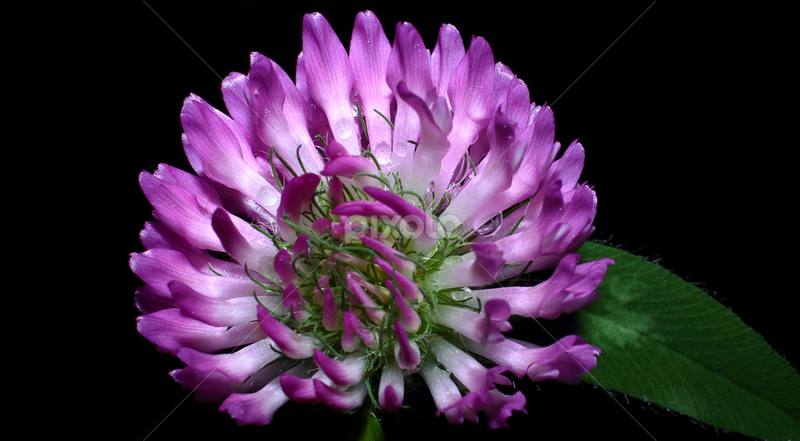 Clover by Paul Mays - Flowers Flowers in the Wild