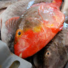 Papageifisch, Mediterranean Parrotfish