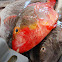 Papageifisch, Mediterranean Parrotfish