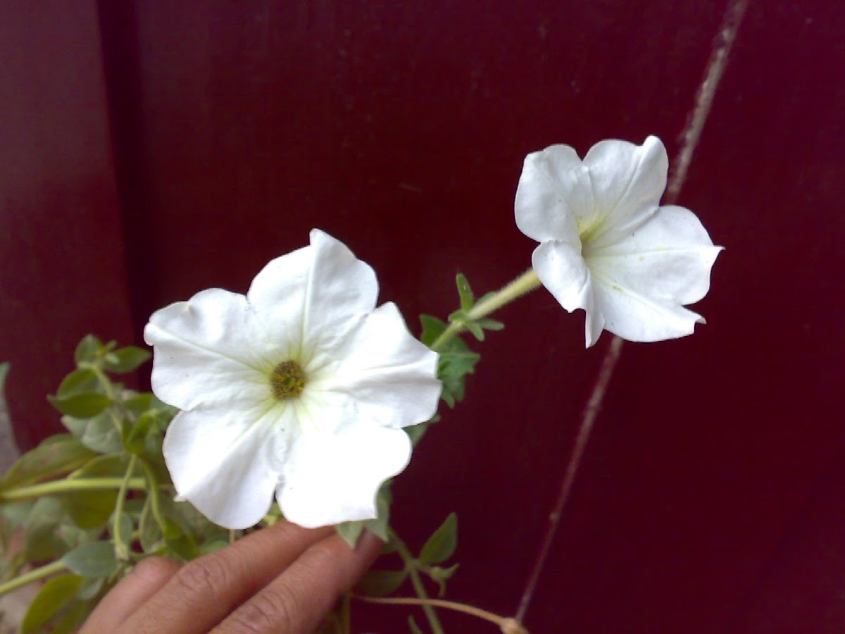 White Petunia