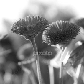 Two little flowers by Madalin Stoean - Black & White Flowers & Plants