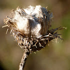 Thistle (seed head)