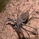 Tailless Whipscorpions