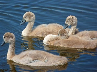 Beautiful Swan Photo Free