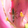 Longhorn Cactus Fly