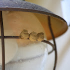 Potter Wasp Nests