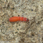Soft-winged flower beetle larva