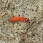 Soft-winged flower beetle larva