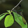 Sparkling Jewelwing pair