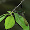 Sparkling Jewelwing pair