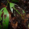 Piper leaf